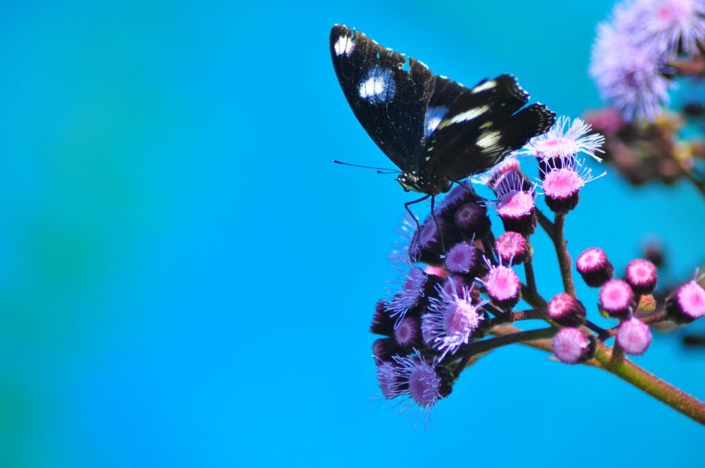 Bribie Island Butterfly