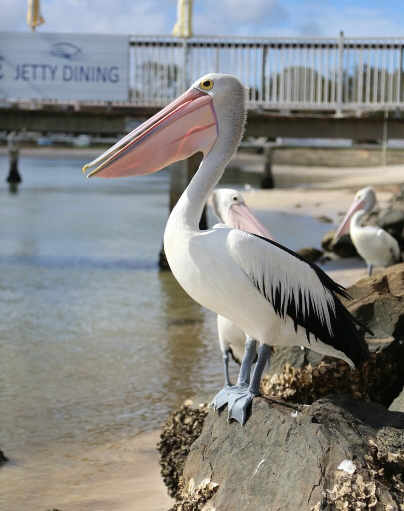 Bribie Island Pelican