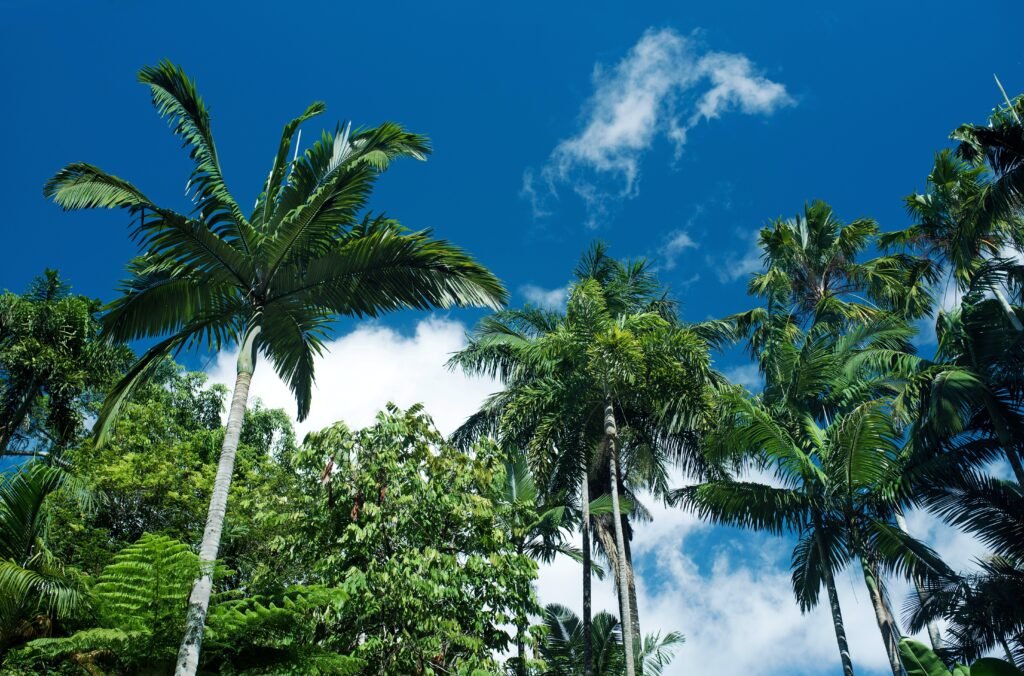 Cairns palm trees