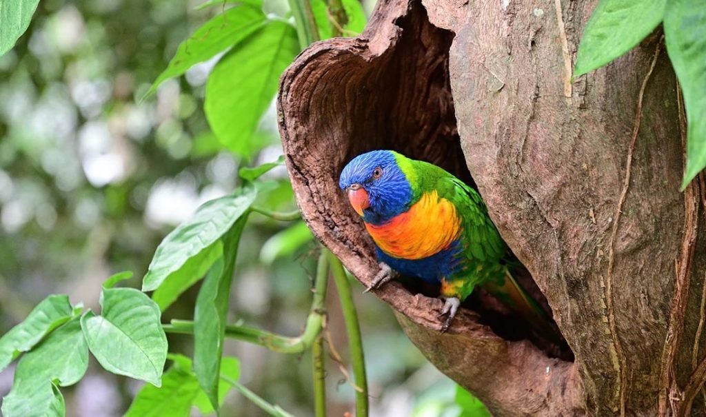 Daintree-Rainforest