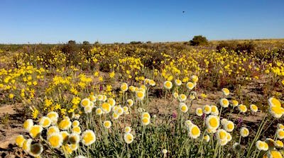 Simpson-Desert-western-Queensland-wildflowers-poached-egg-daisy