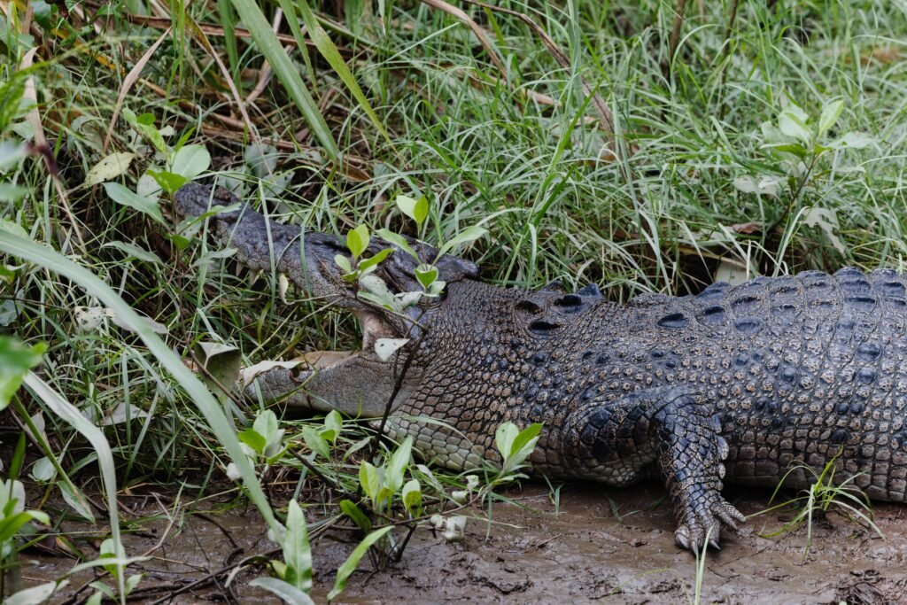 crocodile