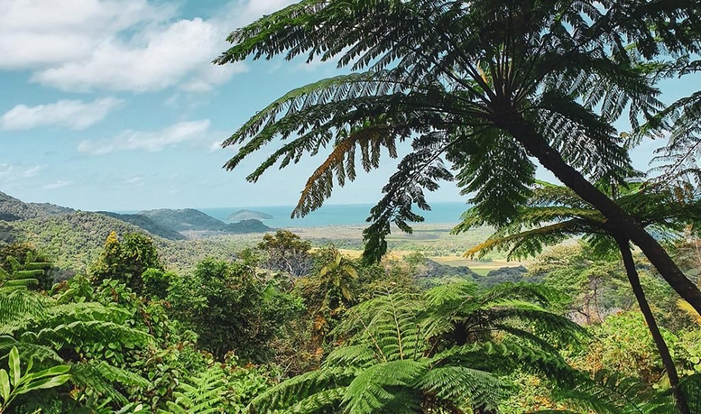 daintree