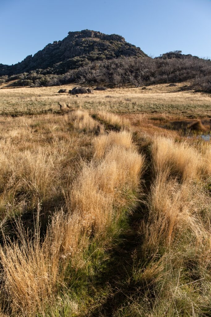 mt Buffalo grass mtn