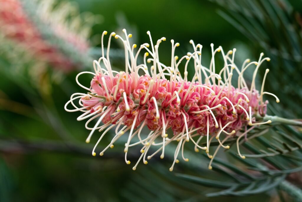 native flower