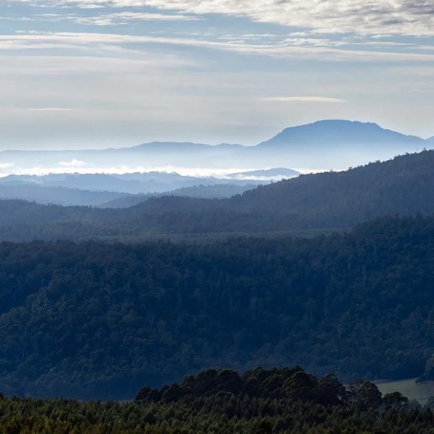 tasmanian