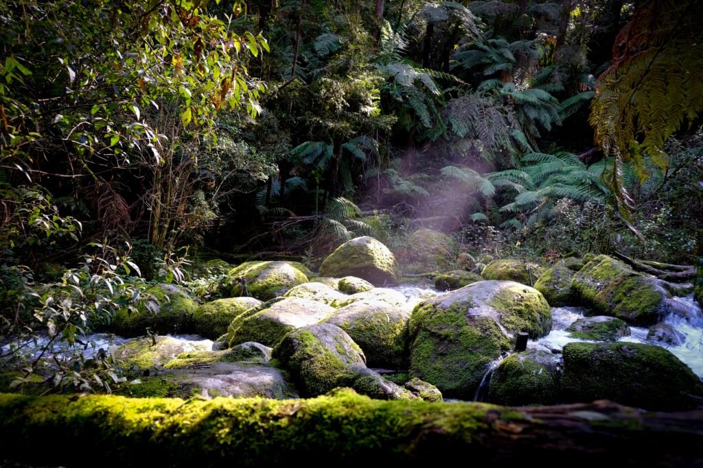 Toorongo falls vic