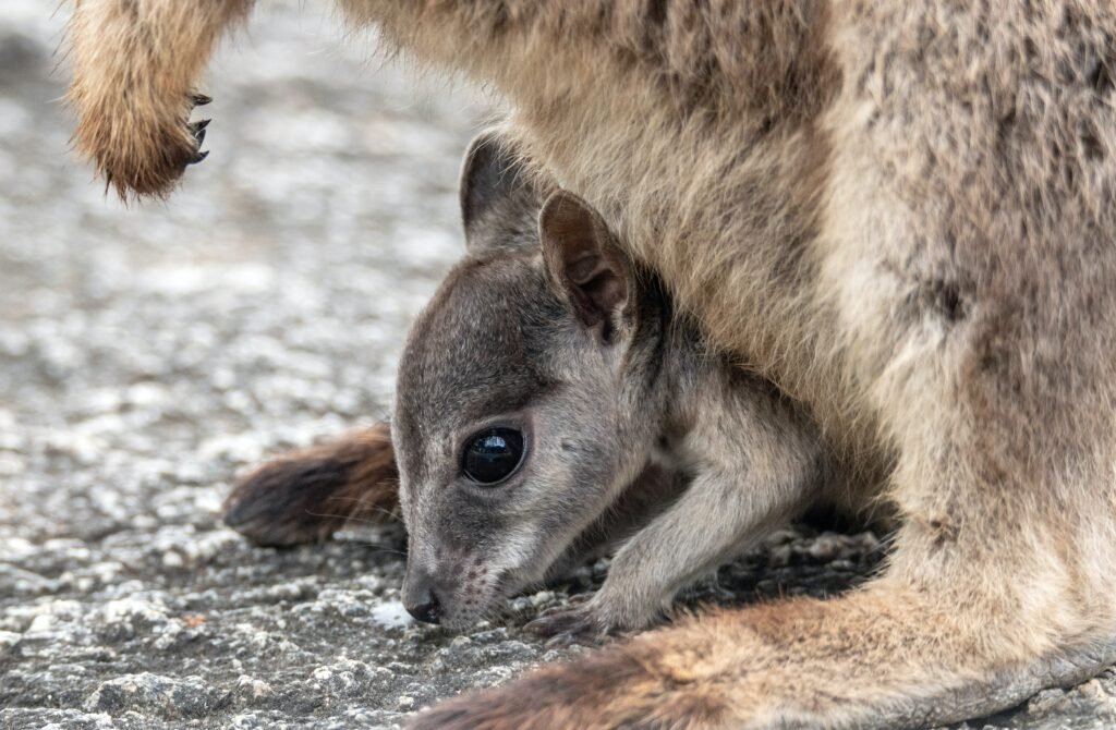 wallabies