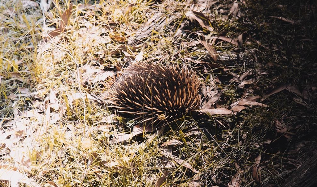 toolangi