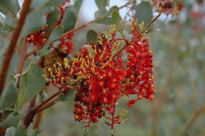 Grevillia Canning stock route