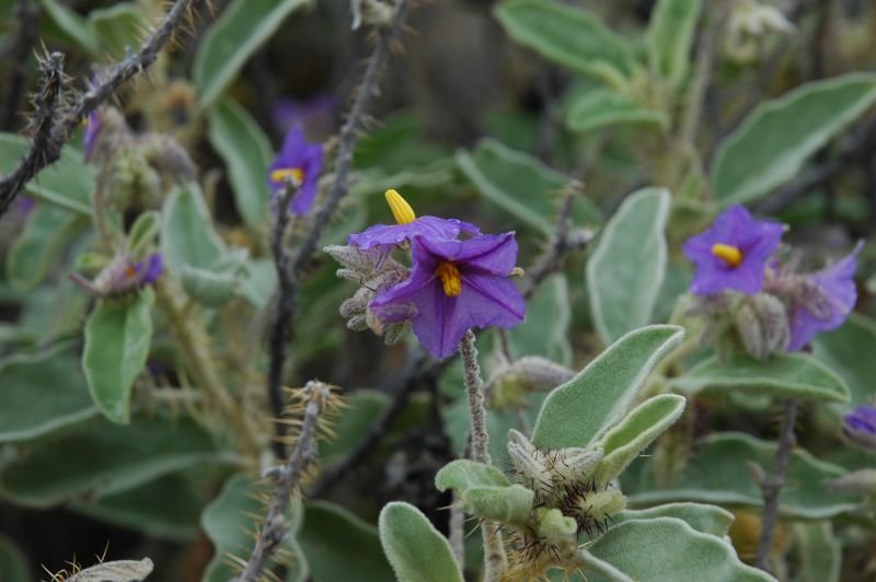 Wildflowers canning stsock route